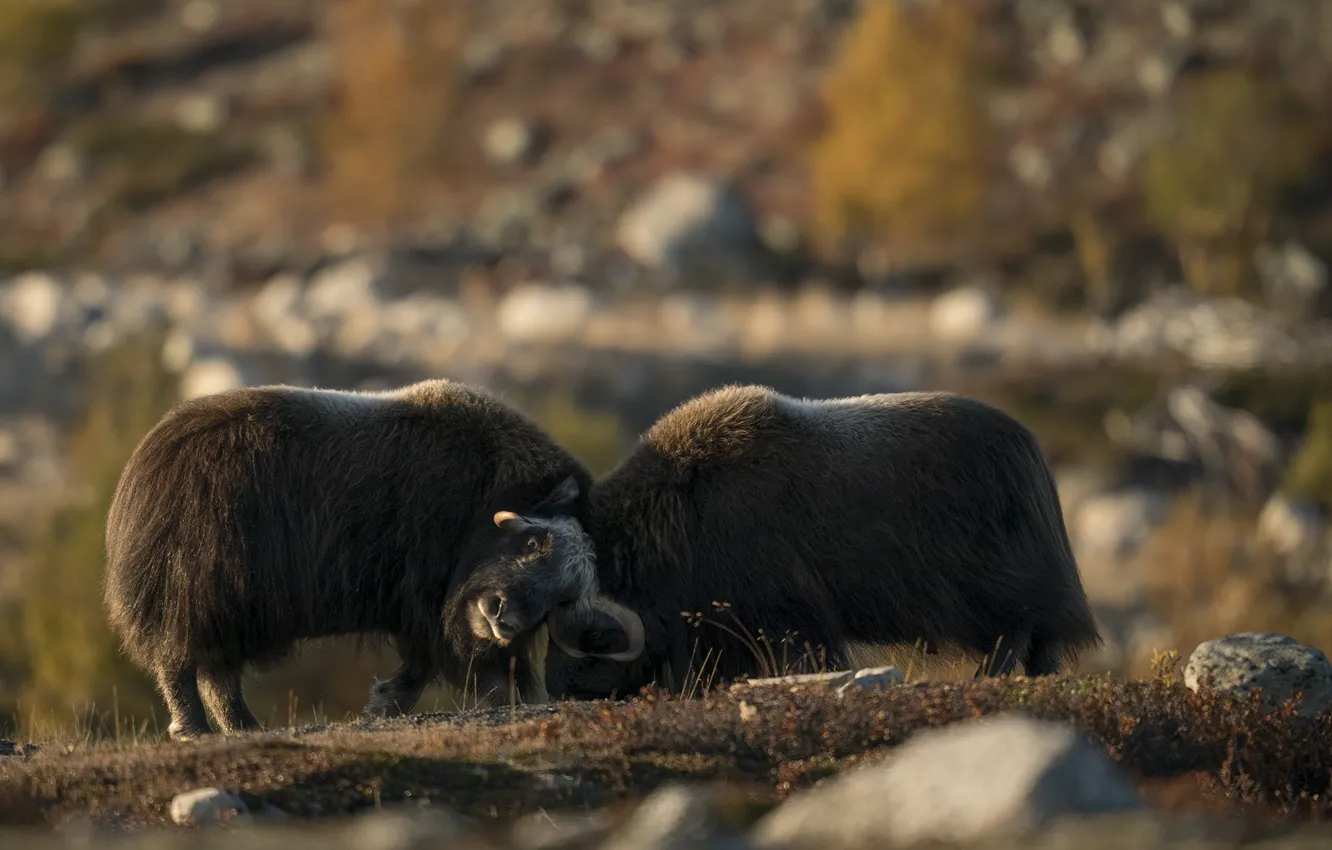 Photo wallpaper autumn, pose, stones, friendship, pair, bull, musk ox, two bulls