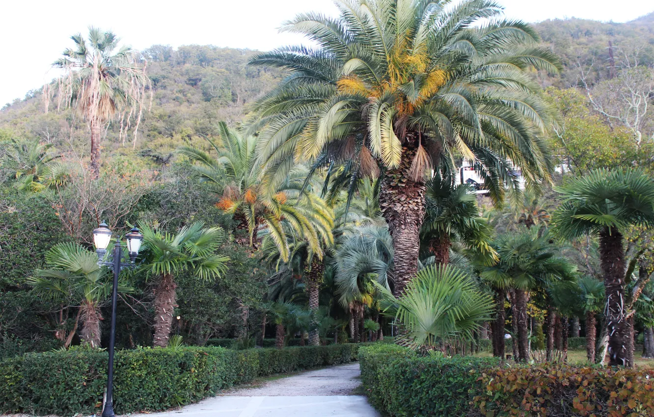 Photo wallpaper autumn, palm trees, Gagra