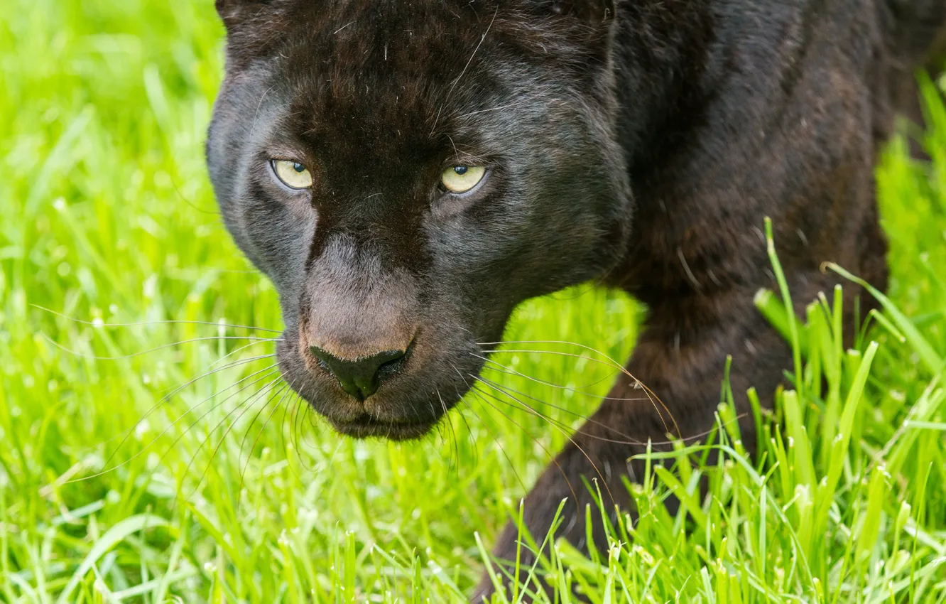 Photo wallpaper cat, grass, look, face, Panther, leopard