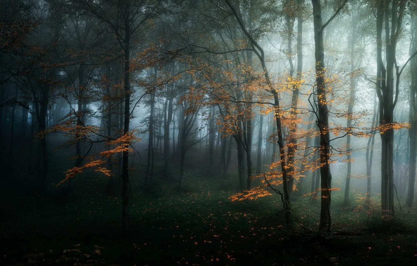 Photo wallpaper autumn, forest, trees, nature