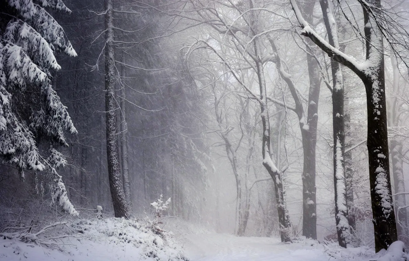 Photo wallpaper winter, forest, snow, trees, nature, Blizzard