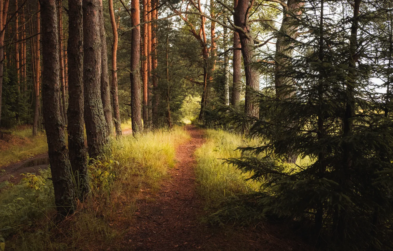 Photo wallpaper forest, nature, spruce, pine