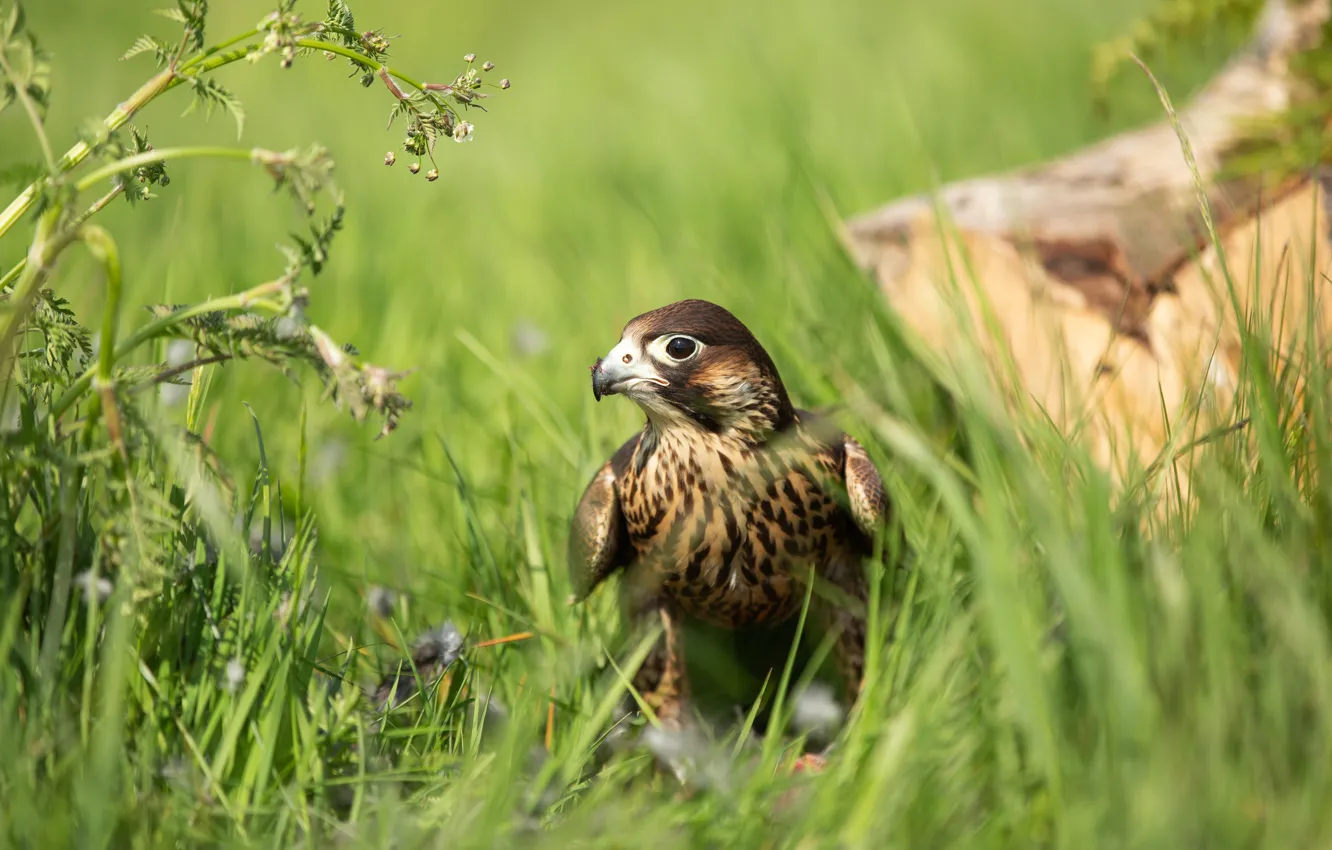 Photo wallpaper grass, look, nature, bird, plant, predator, Falcon, green background