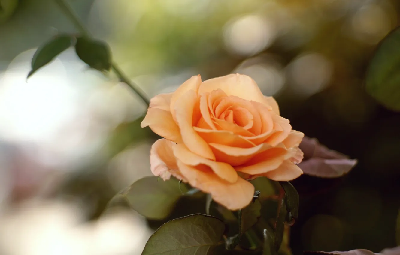 Photo wallpaper leaves, orange, roses