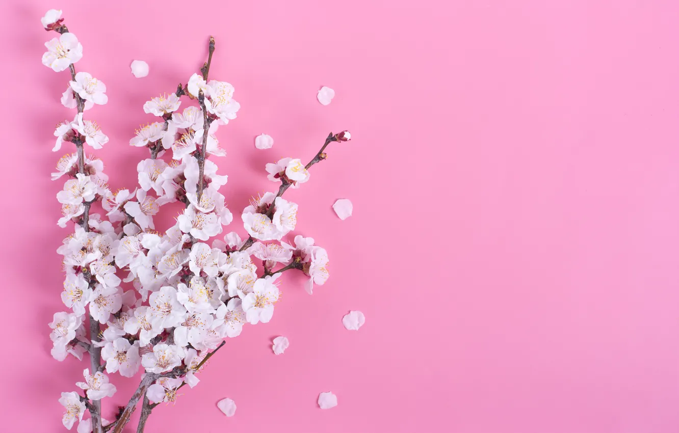 Photo wallpaper flowers, background, Sakura