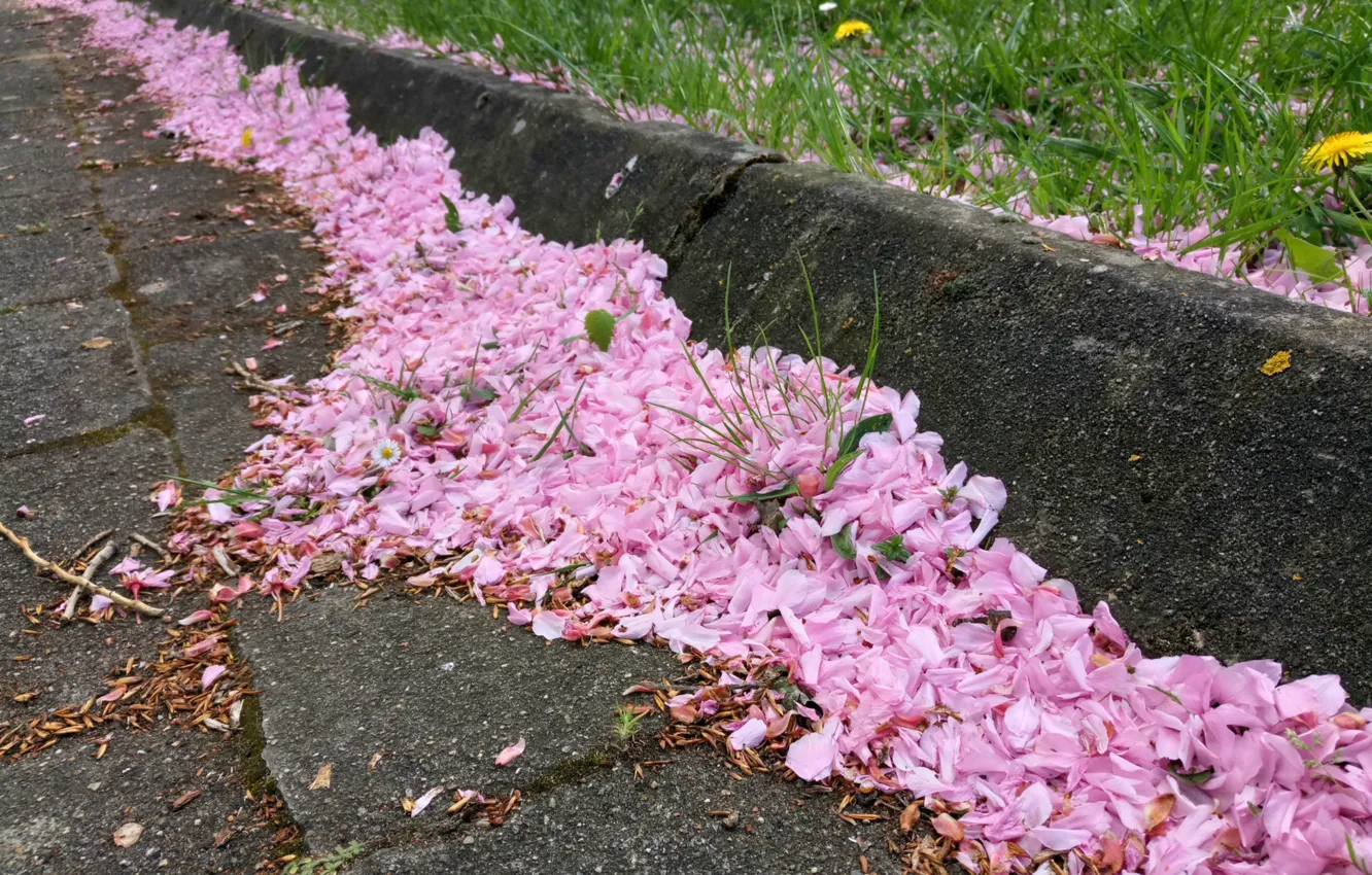 Photo wallpaper Pink, Japan, Nature, Cherry, Tree, Color, Spring, Belgium