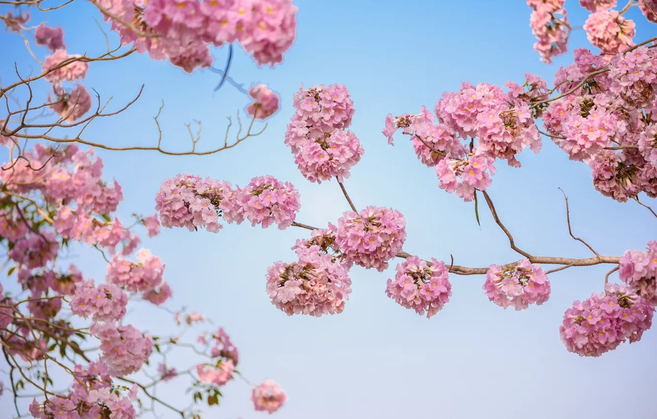 Photo wallpaper flowers, branches, spring, pink, flowering, pink, blossom, flowers