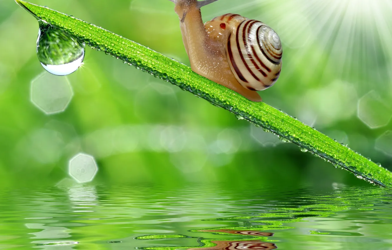 Photo wallpaper grass, water, reflection, drop, snail
