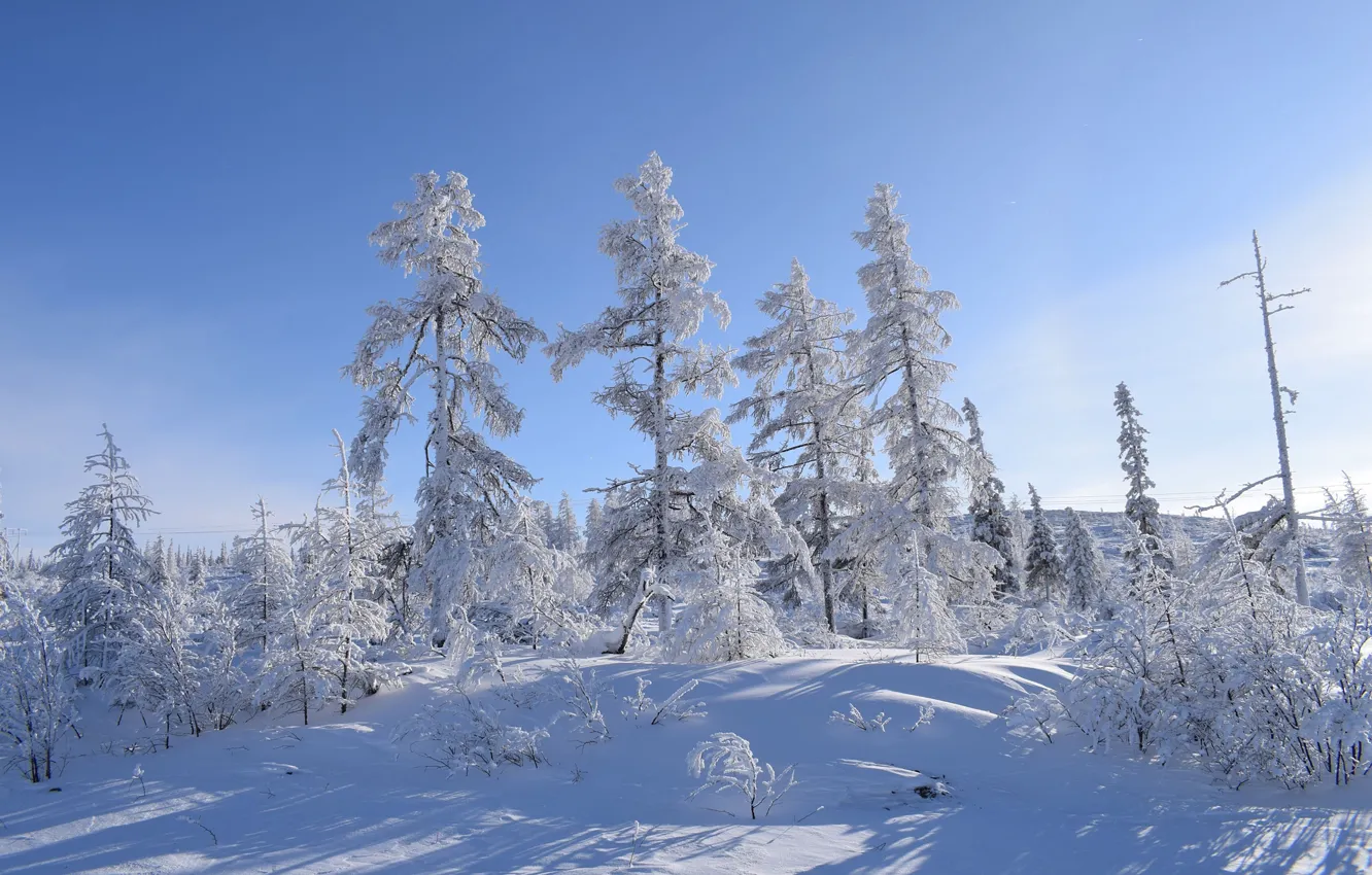 Photo wallpaper winter, frost, forest, the sky, light, snow, trees, hills