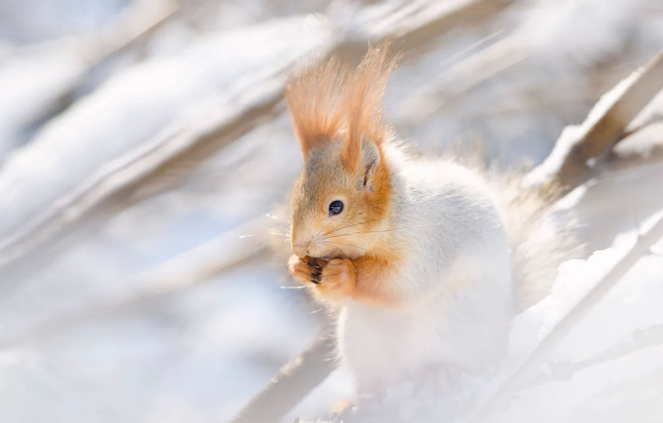 Photo wallpaper winter, snow, branches, protein, light background, rodent