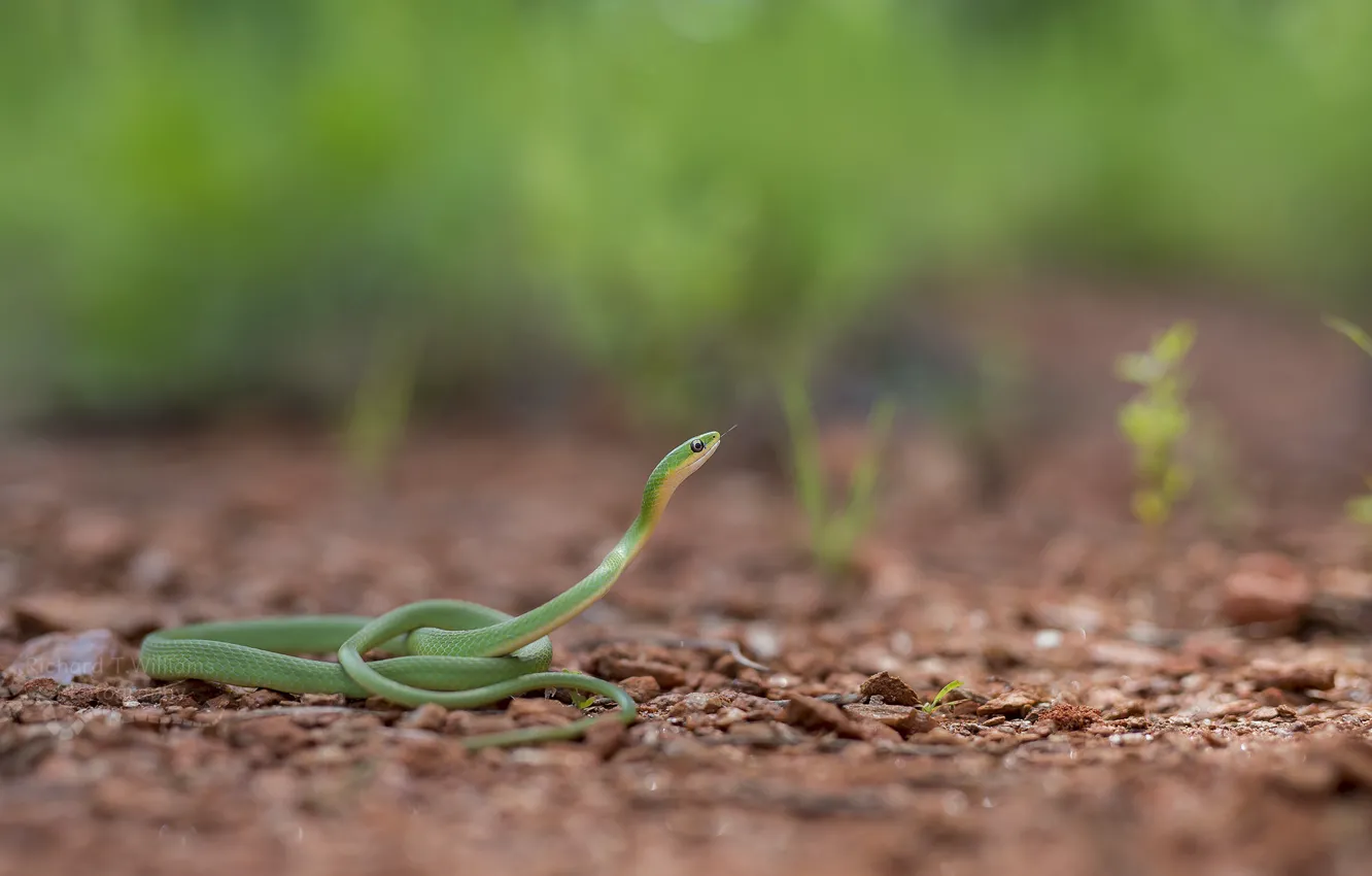 Photo wallpaper macro, background, snake, color, dangerous