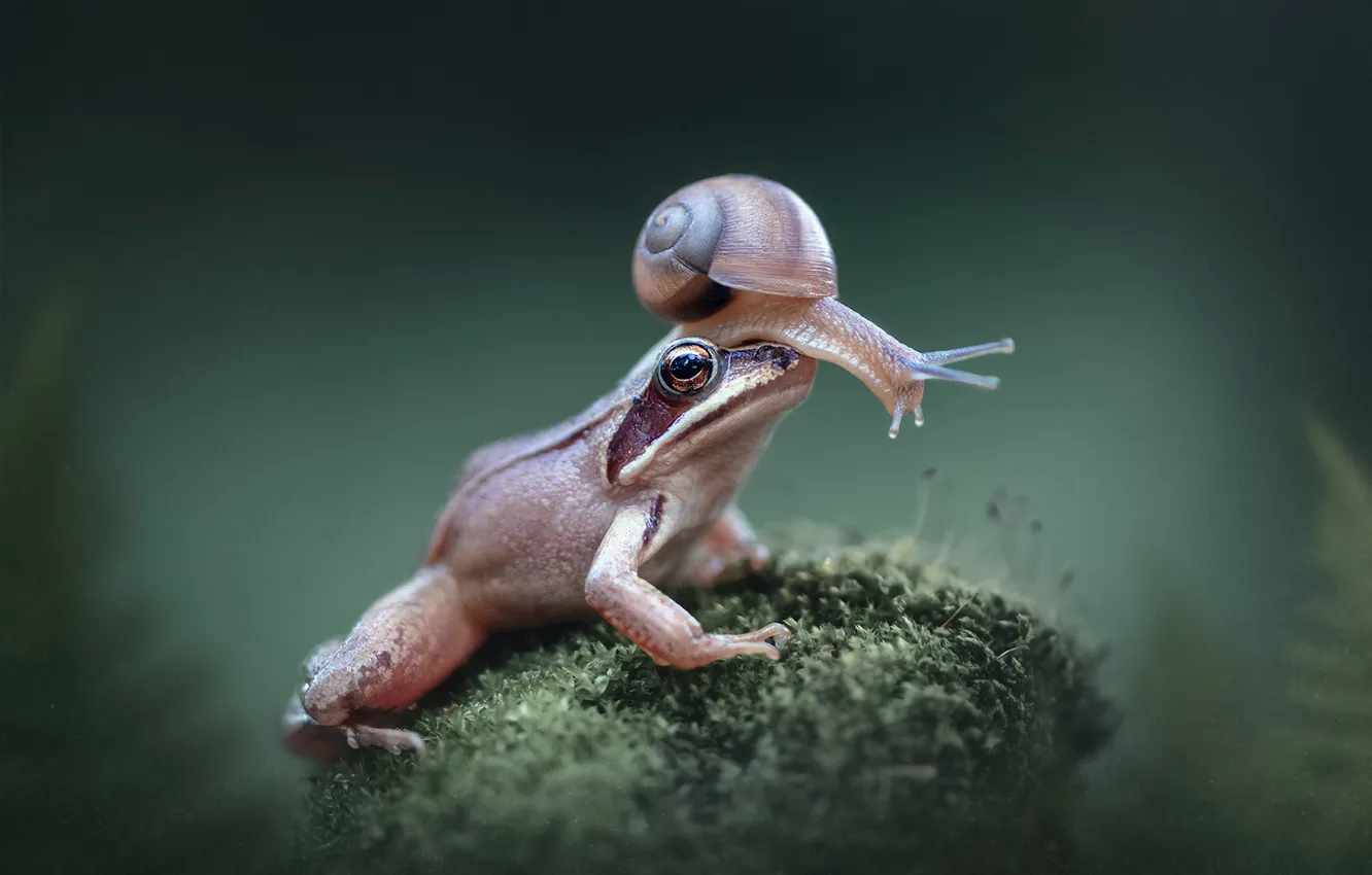 Photo wallpaper background, moss, frog, snail, Alexander Chorny