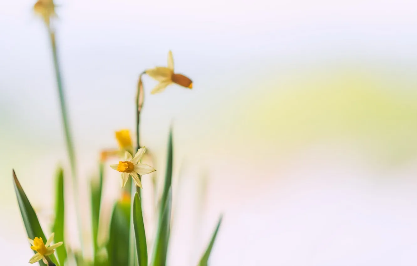 Photo wallpaper flowers, background, the Narciso
