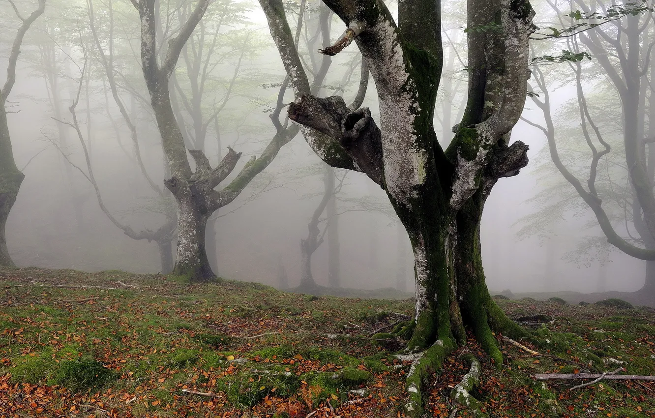 Photo wallpaper trees, nature, fog