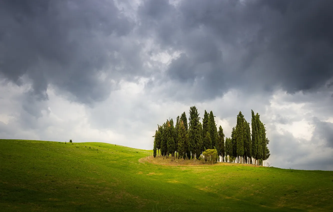 Photo wallpaper field, trees, nature