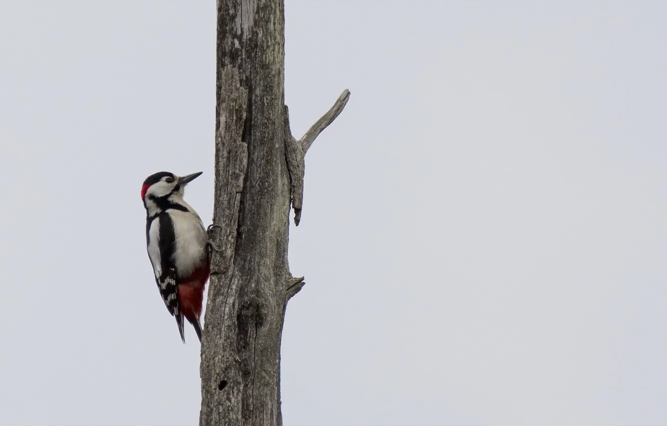Photo wallpaper trees, bird, woodpecker