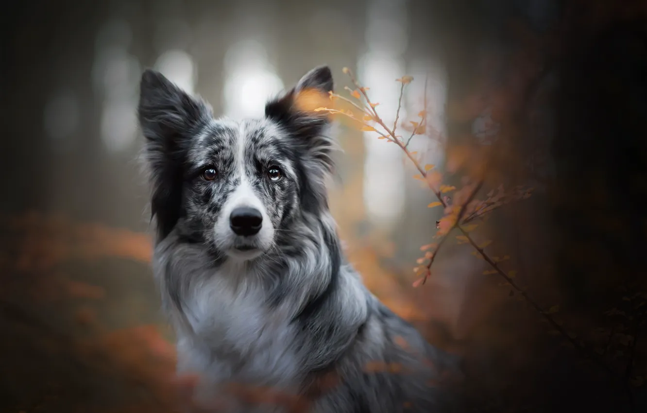 Photo wallpaper autumn, look, face, branches, dog, bokeh, the border collie