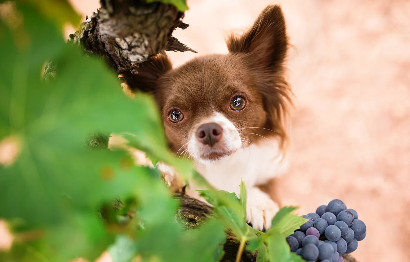 Photo wallpaper look, dog, muzzle, grapes, Chihuahua
