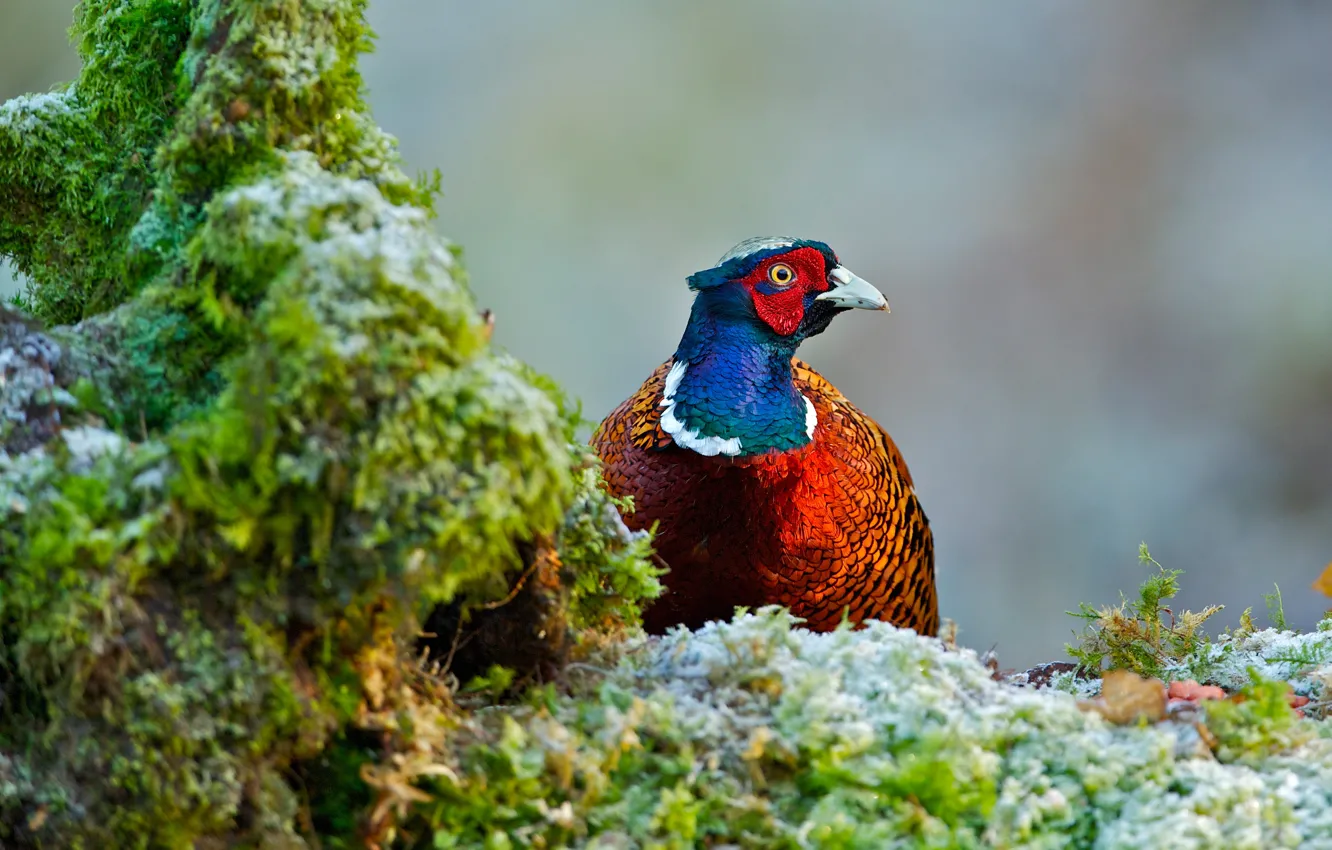Photo wallpaper bird, moss, pheasant