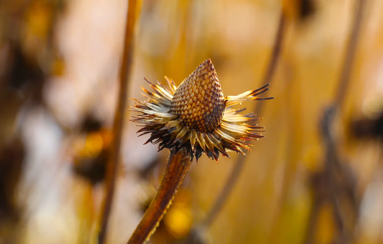 Photo wallpaper field, dry, seeds