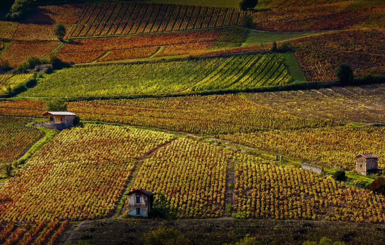 Photo wallpaper autumn, France, vineyard, house