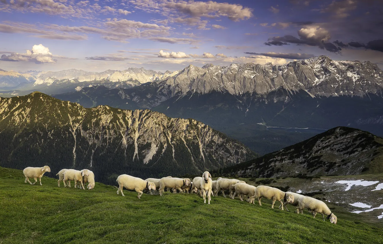 Photo wallpaper summer, mountains, sheep