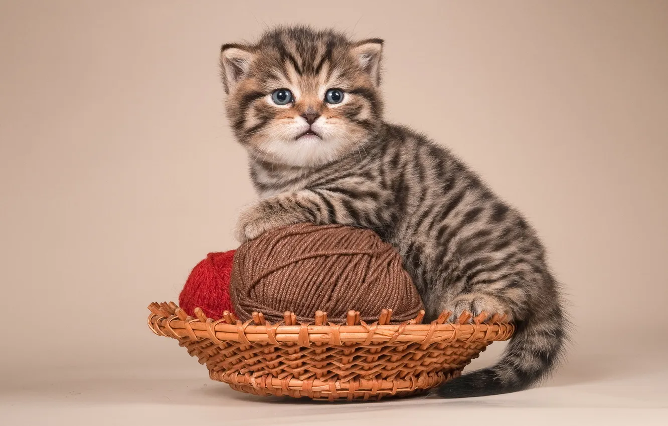 Photo wallpaper cat, look, tangle, pose, kitty, grey, thread, face