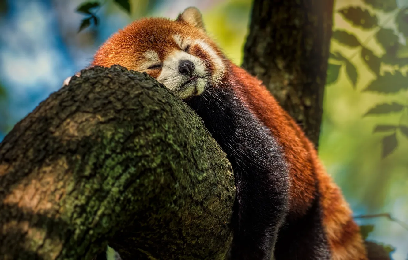 Photo wallpaper trees, sweetheart, sleeping, red Panda