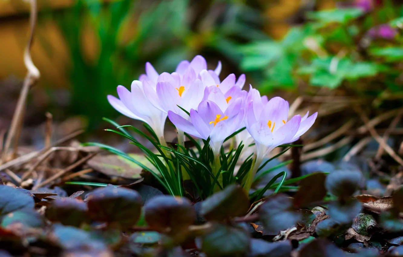 Photo wallpaper leaves, macro, spring, crocuses, primrose