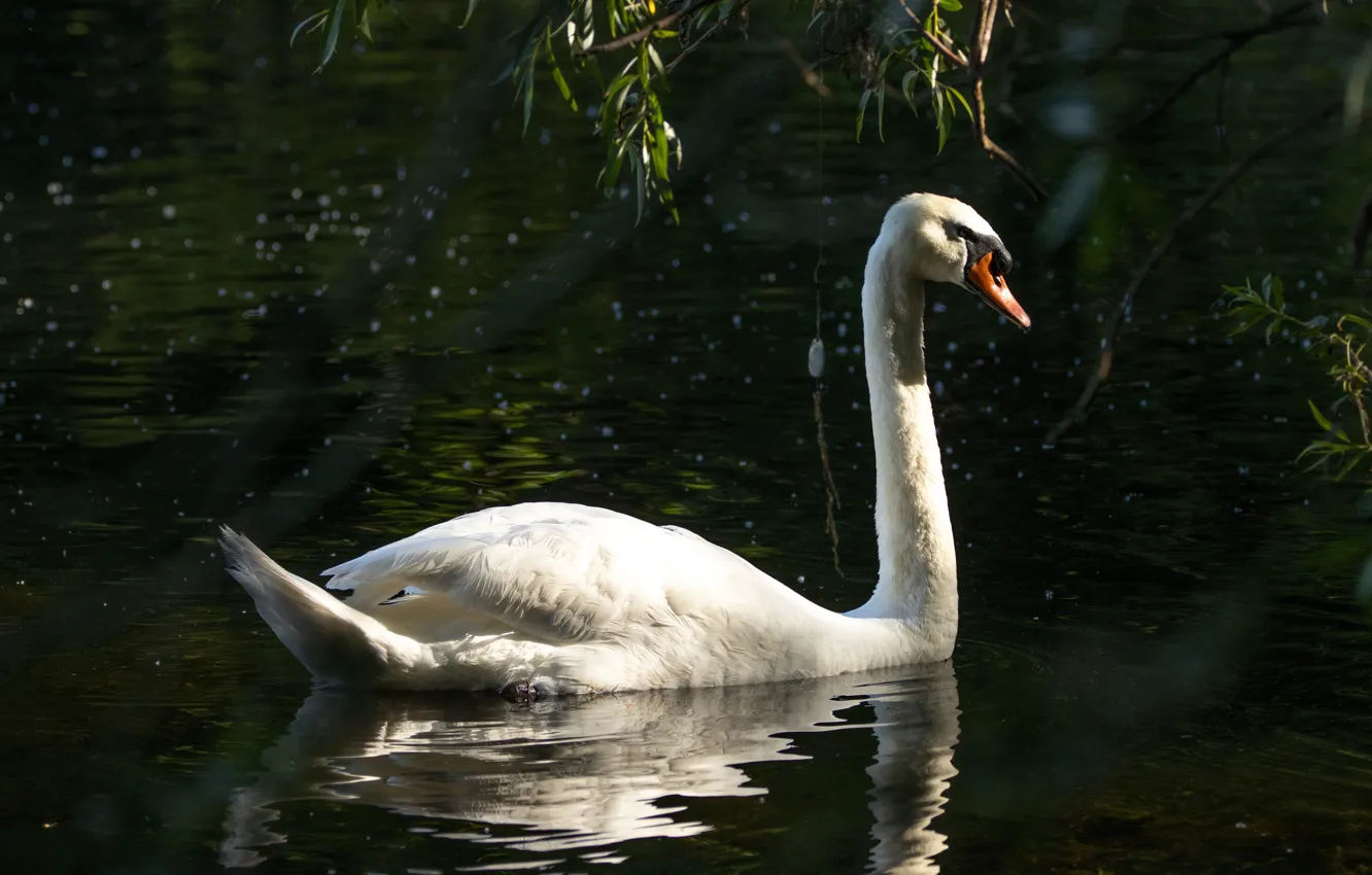 Photo wallpaper white, the dark background, bird, Swan, pond