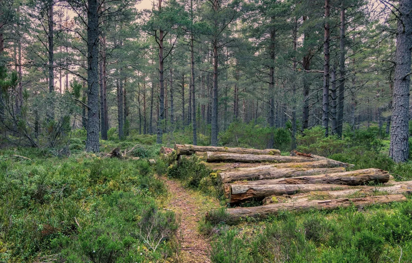 Photo wallpaper forest, trees, log