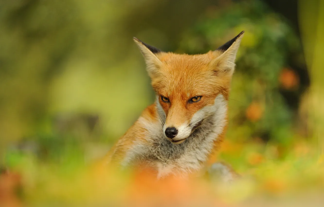 Photo wallpaper greens, look, face, nature, pose, background, animal, bright