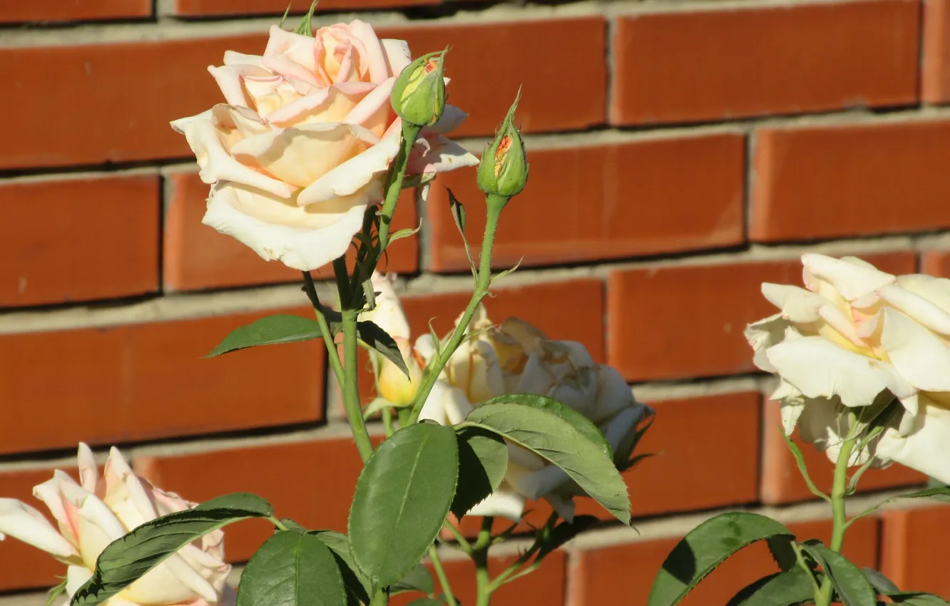 Photo wallpaper flowers, roses, Mamala ©, summer 2018, brick wall