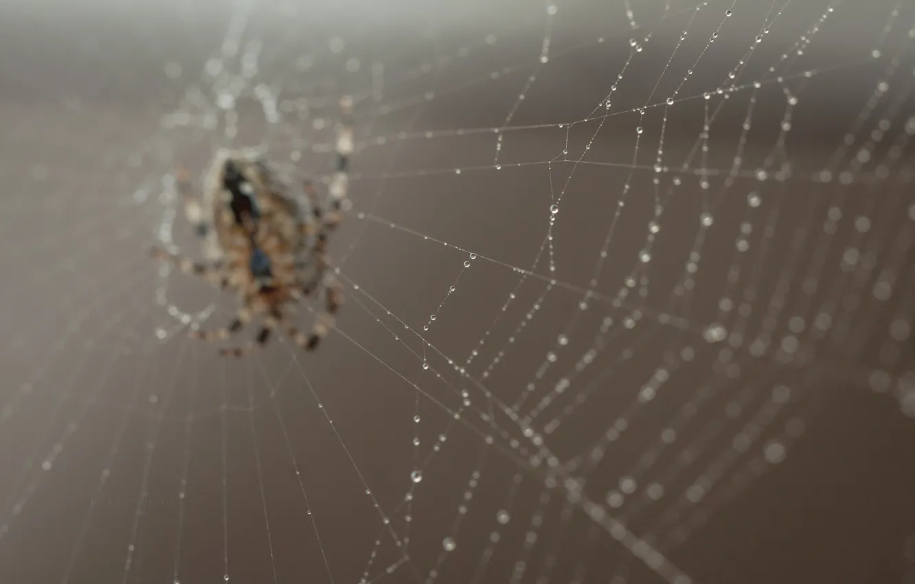 Photo wallpaper spider, nature, macro, bokeh, web, worm
