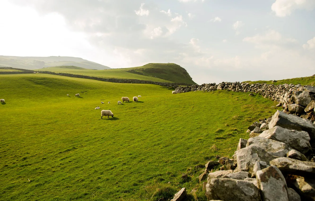 Photo wallpaper the sky, grass, stones, sheep, Northern Ireland, northern ireland