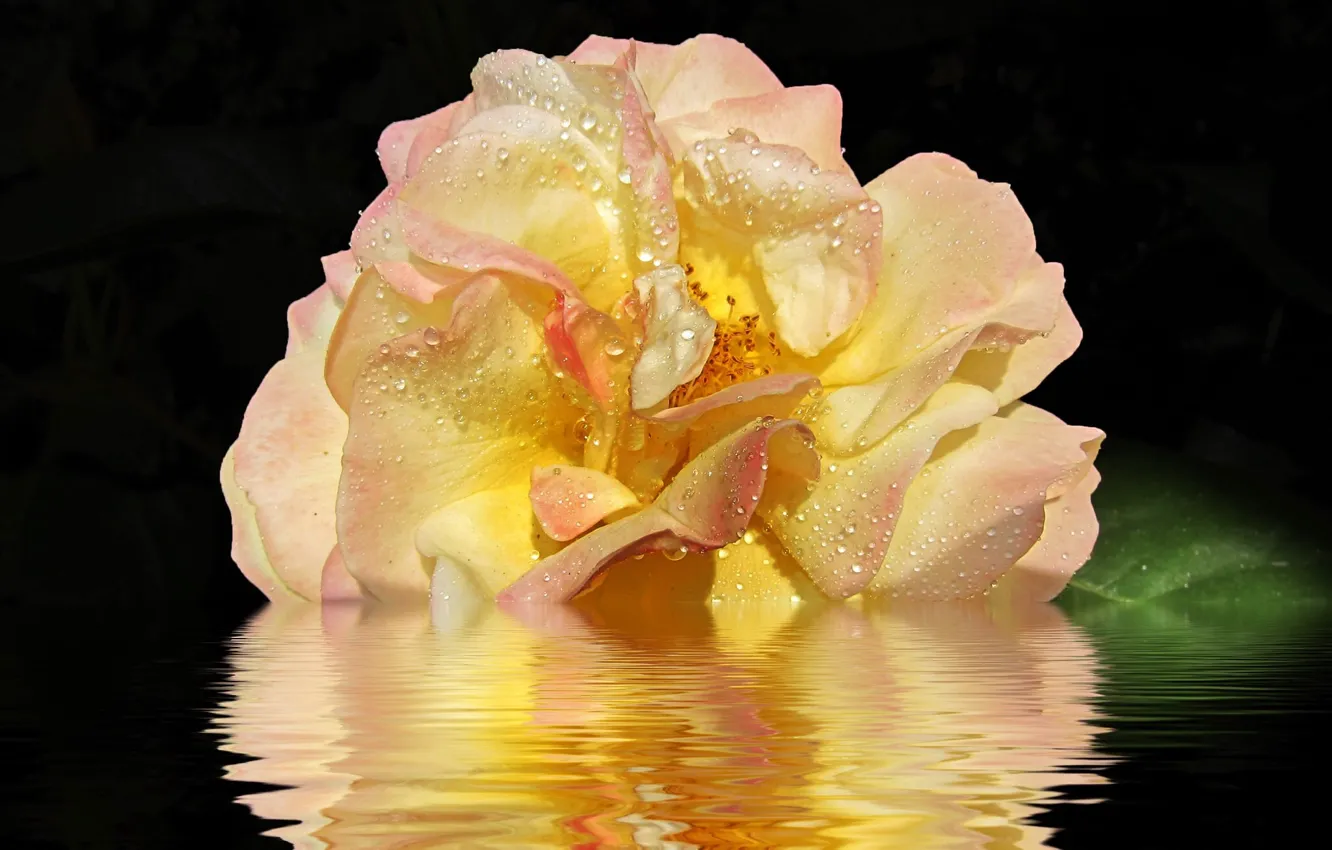 Photo wallpaper water, reflection, rose