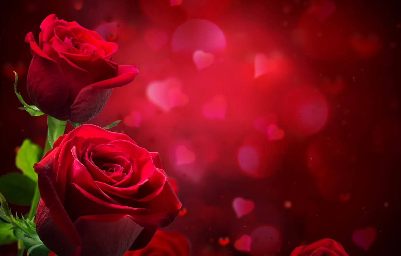 Photo wallpaper glare, background, roses, blur, hearts, red, closeup
