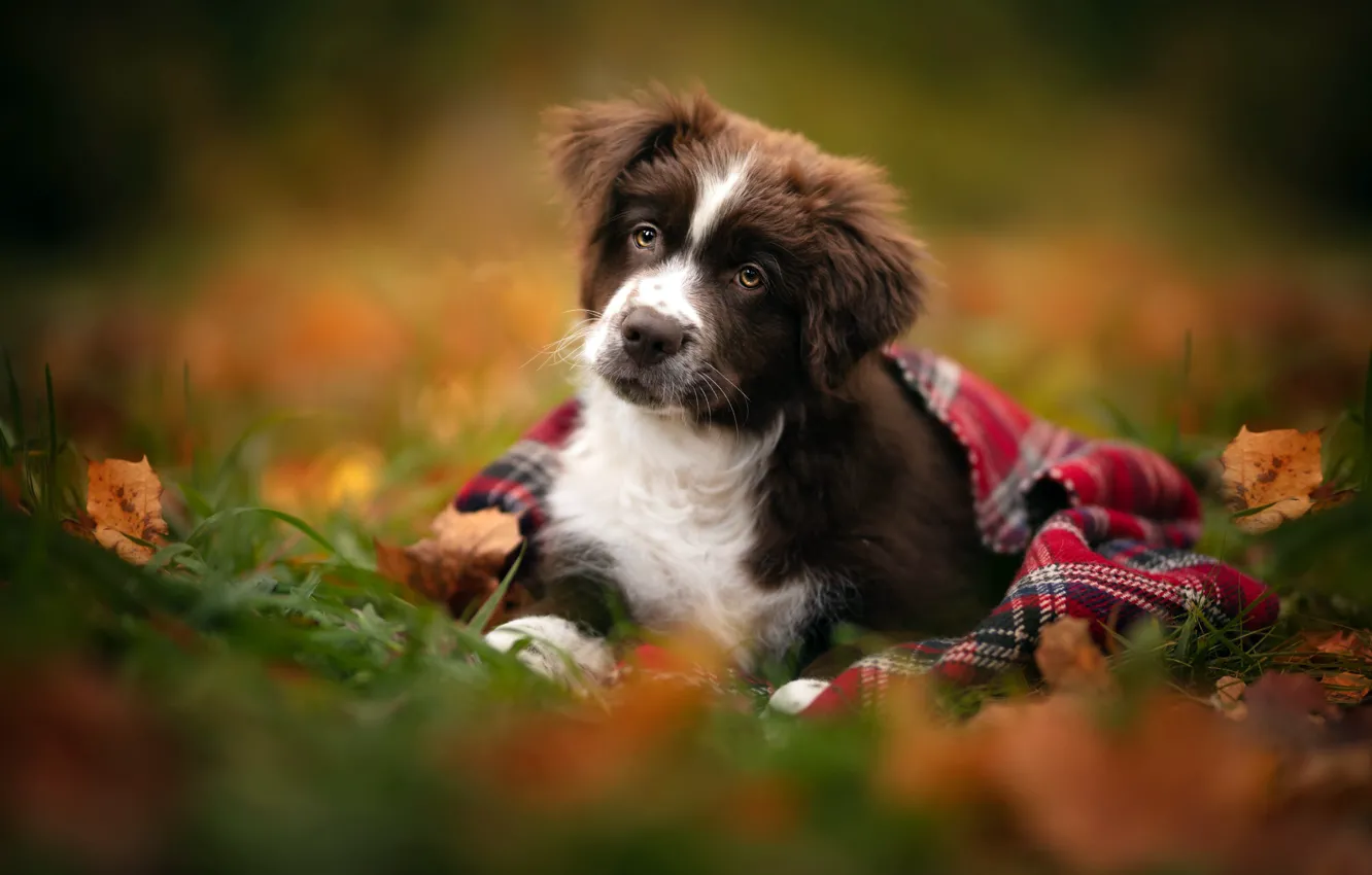 Photo wallpaper autumn, each, dog