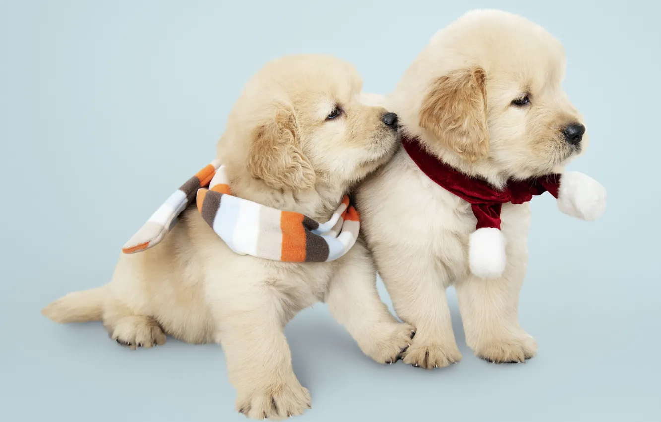 Photo wallpaper dog, New Year, Christmas, puppy, Labrador, Christmas, puppy, dog