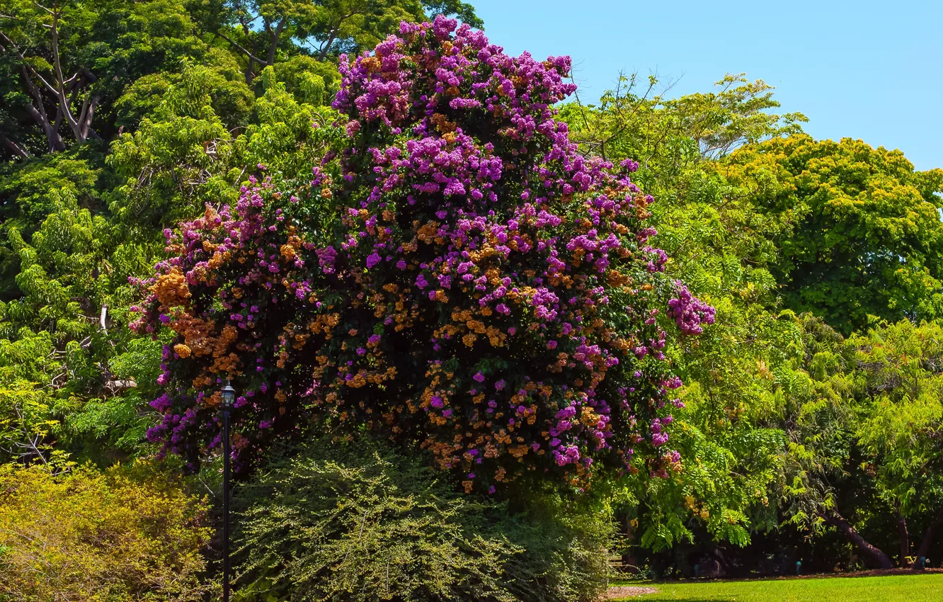 Photo wallpaper grass, trees, Park, USA, Sunny, bougainvillea, Bougainvillea, arborea