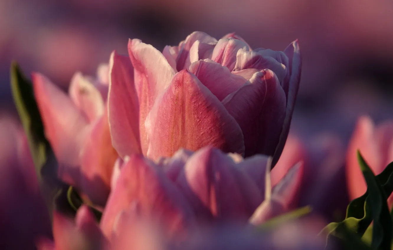 Photo wallpaper macro, tulips, pink, bokeh