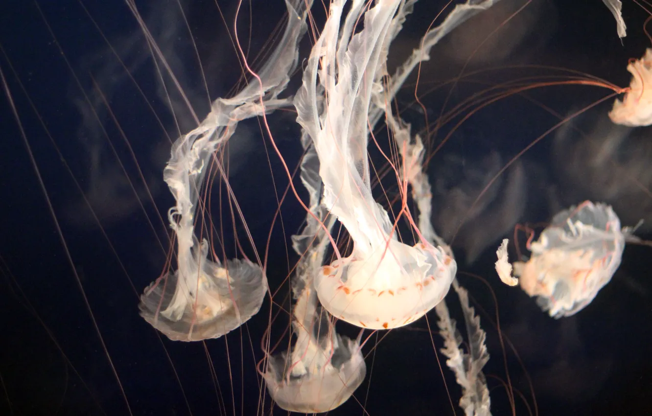 Photo wallpaper aquarium, jellyfish, underwater, aquarium, jellyfishes