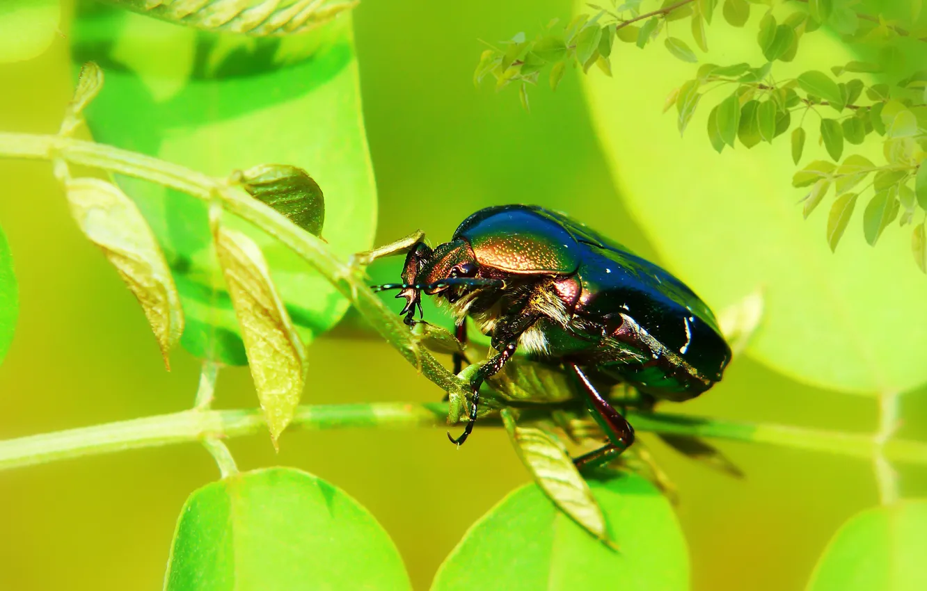 Photo wallpaper summer, leaves, macro, branches, green, background, beetle, insect