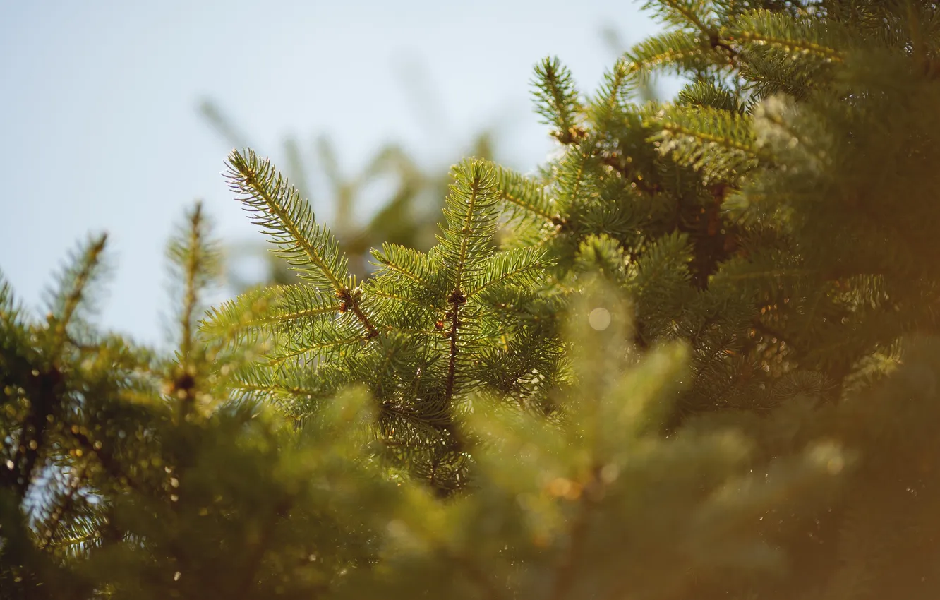 Photo wallpaper needles, tree, needles