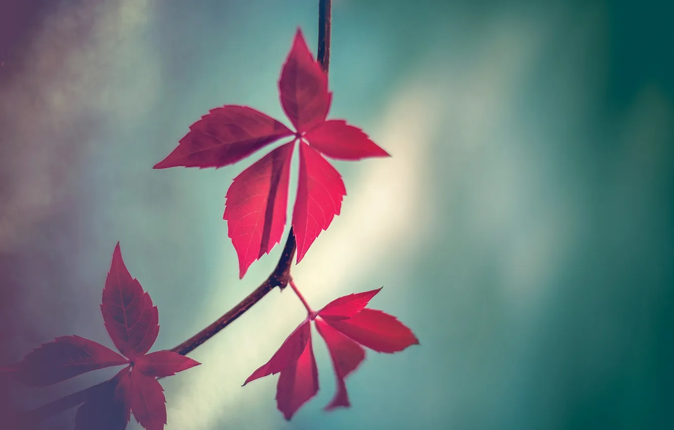 Photo wallpaper leaves, branch, stems, leaves, red leaves, branch, red leaves, stalk