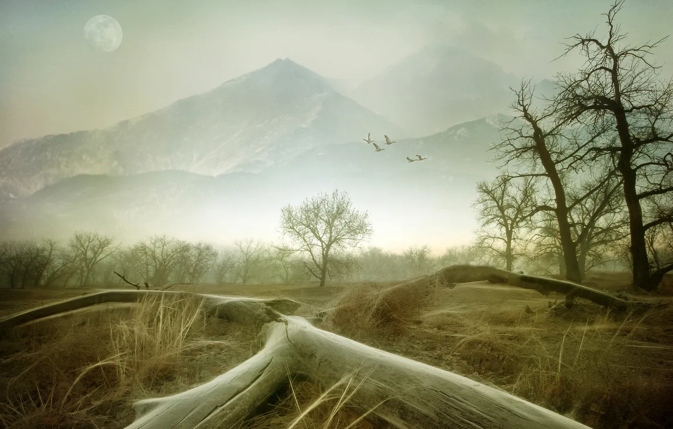 Photo wallpaper autumn, the sky, trees, mountains, fog, bird, the moon