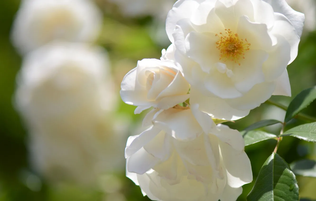 Photo wallpaper macro, roses, petals, buds, white roses, bokeh