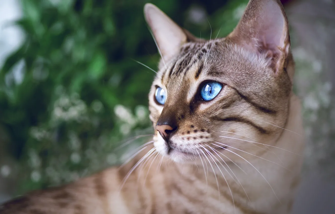 Photo wallpaper look, portrait, muzzle, blue eyes, Bengal cat