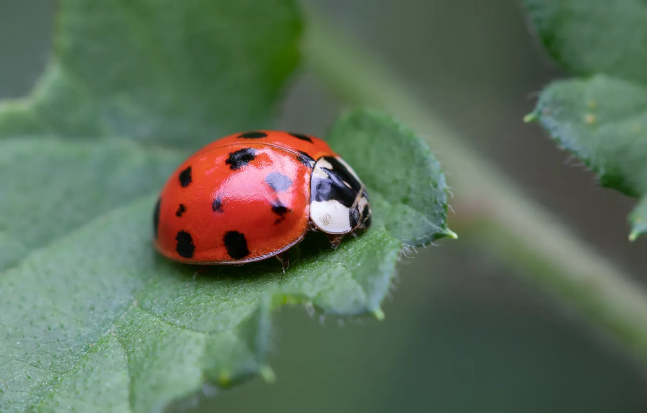 Photo wallpaper macro, background, ladybug, beetle, bokeh