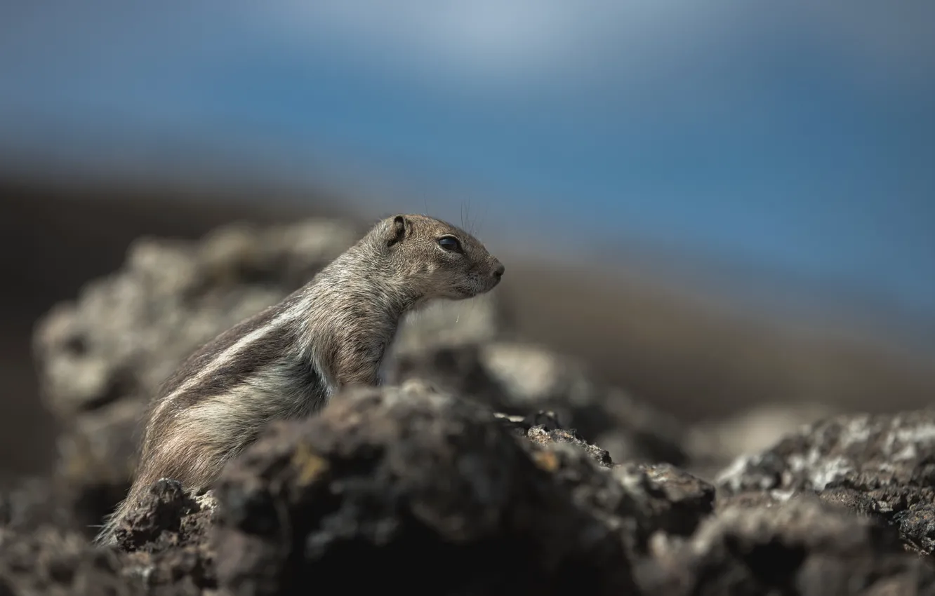 Photo wallpaper the sky, stones, profile, Chipmunk, bokeh